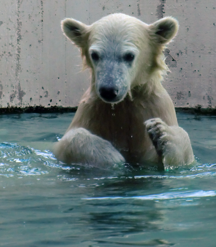 Eisbär am 9. Juni 2012 im Zoo Wuppertal