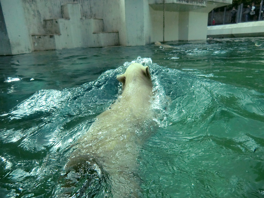 Eisbär am 9. Juni 2012 im Zoologischen Garten Wuppertal