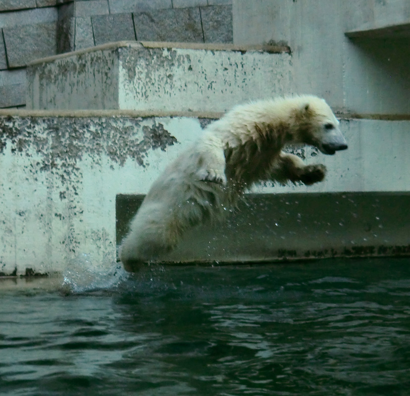 Eisbär am 9. Juni 2012 im Zoo Wuppertal