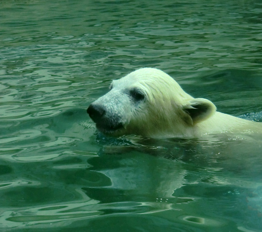 Eisbär am 9. Juni 2012 im Wuppertaler Zoo