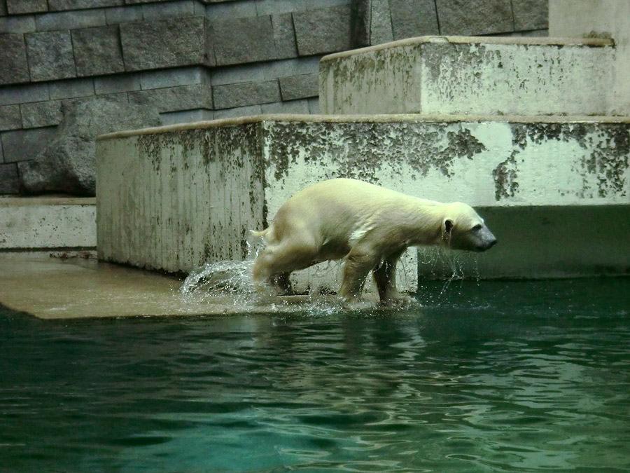 Eisbär am 9. Juni 2012 im Zoologischen Garten Wuppertal