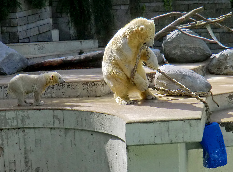 Eisbär am 9. Juni 2012 im Zoo Wuppertal