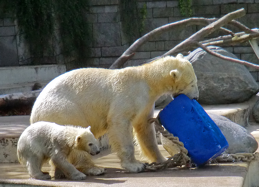 Eisbär am 9. Juni 2012 im Zoologischen Garten Wuppertal