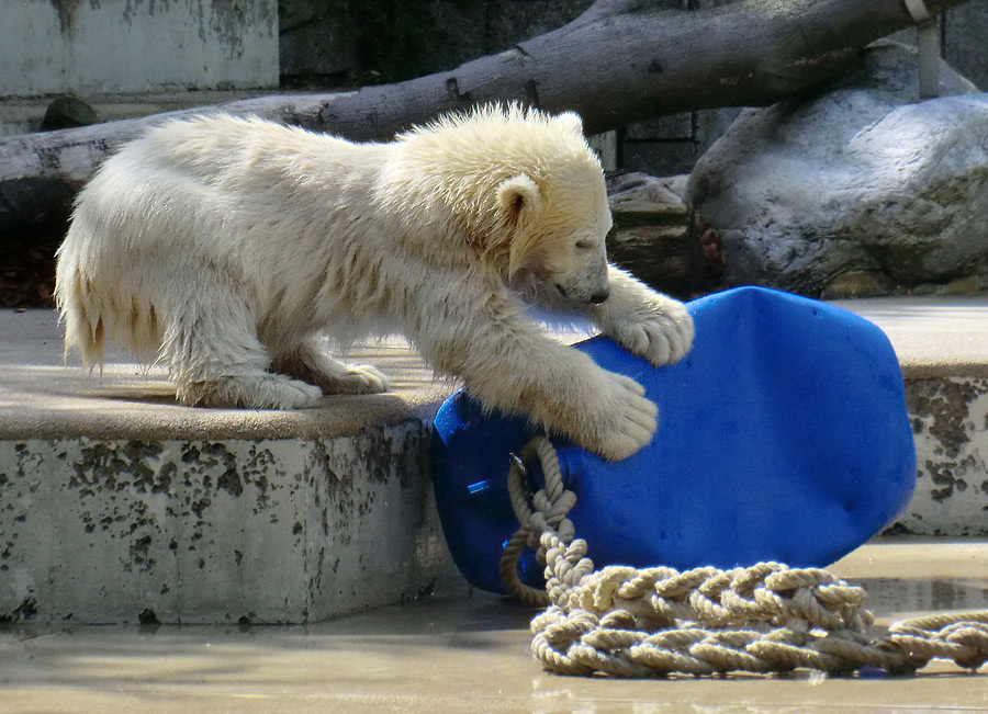 Eisbär am 9. Juni 2012 im Wuppertaler Zoo