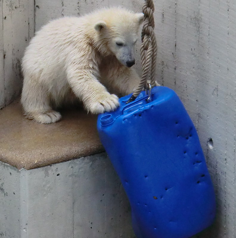 Eisbär am 9. Juni 2012 im Zoo Wuppertal