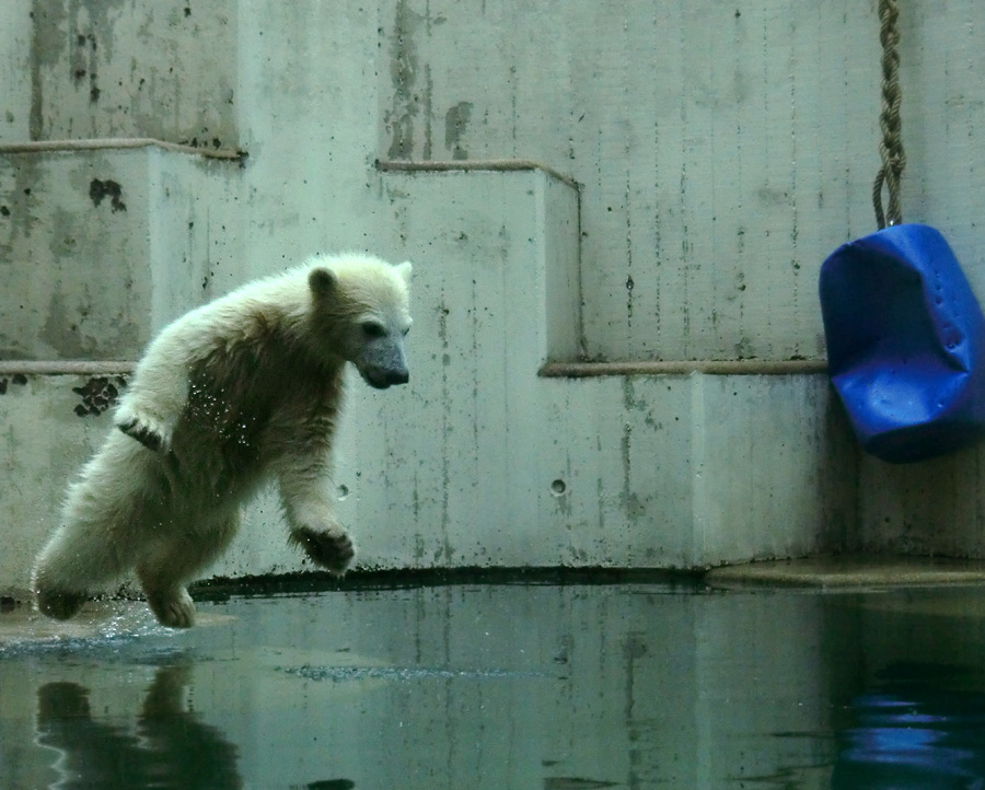 Eisbär am 9. Juni 2012 im Zoologischen Garten Wuppertal