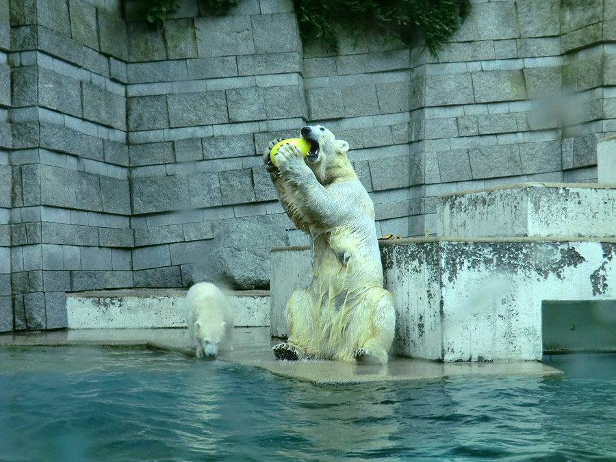 Eisbär am 9. Juni 2012 im Zoo Wuppertal