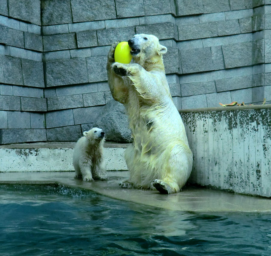 Eisbär am 9. Juni 2012 im Zoologischen Garten Wuppertal