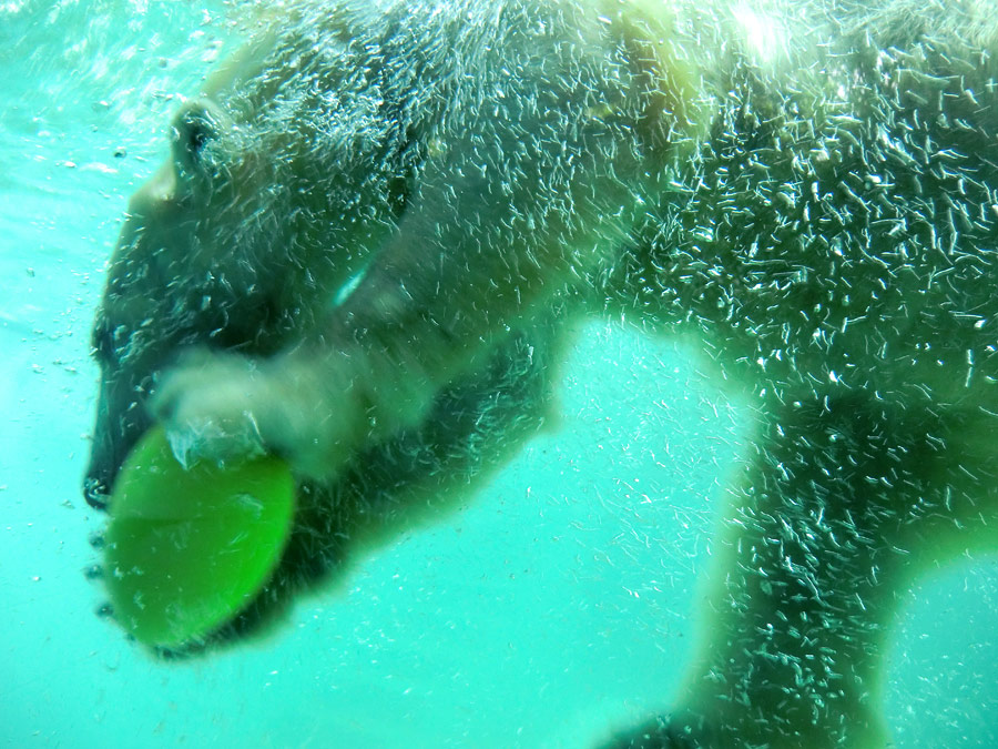 Eisbär am 9. Juni 2012 im Wuppertaler Zoo