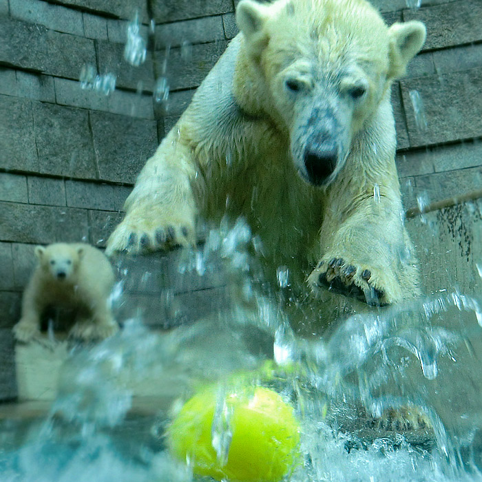 Eisbärin Vilma am 9. Juni 2012 im Wuppertaler Zoo