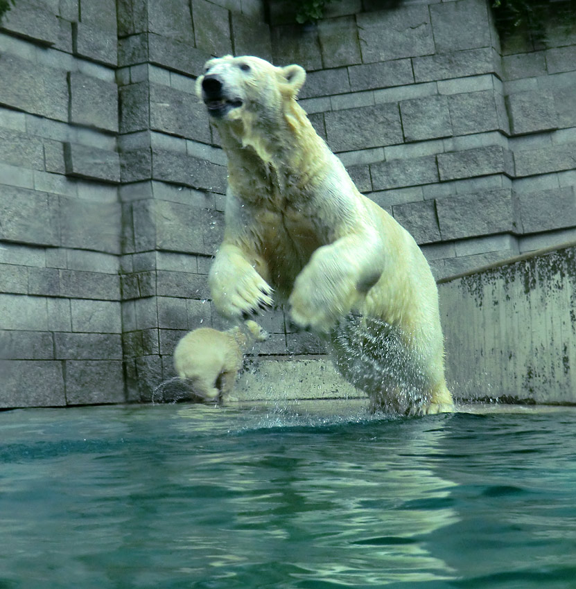 Eisbär am 9. Juni 2012 im Zoologischen Garten Wuppertal