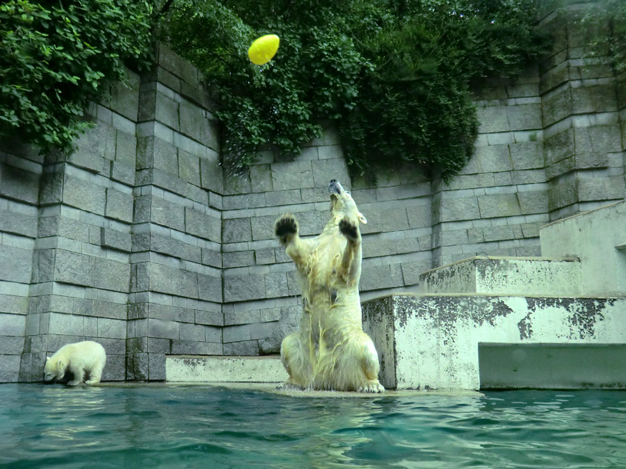 Eisbär am 9. Juni 2012 im Wuppertaler Zoo