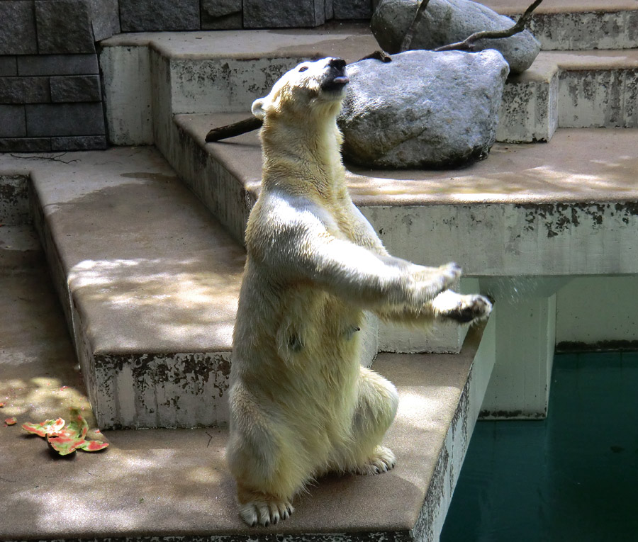 Eisbär am 9. Juni 2012 im Zoo Wuppertal