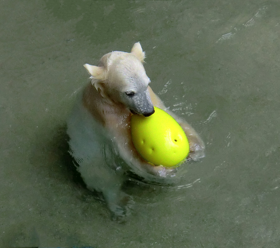 Eisbär am 9. Juni 2012 im Wuppertaler Zoo