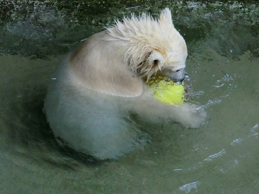 Eisbär am 9. Juni 2012 im Zoo Wuppertal