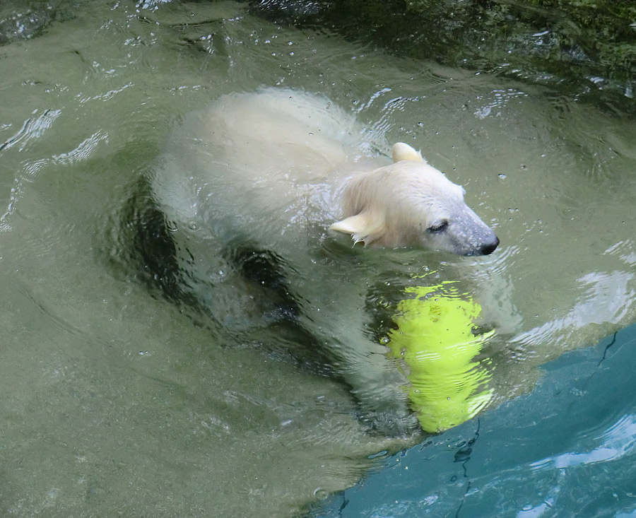 Eisbär am 9. Juni 2012 im Zoologischen Garten Wuppertal