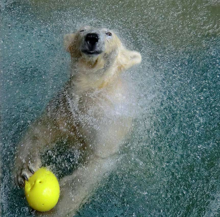 Eisbär am 9. Juni 2012 im Zoo Wuppertal