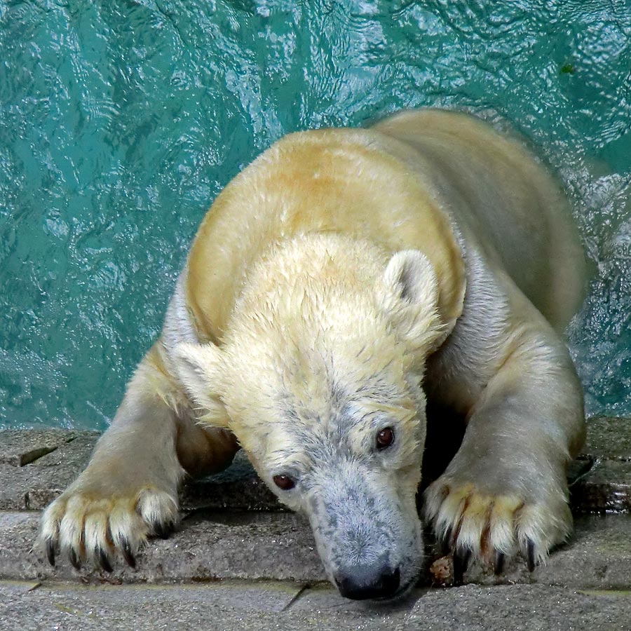 Eisbär am 9. Juni 2012 im Zoologischen Garten Wuppertal