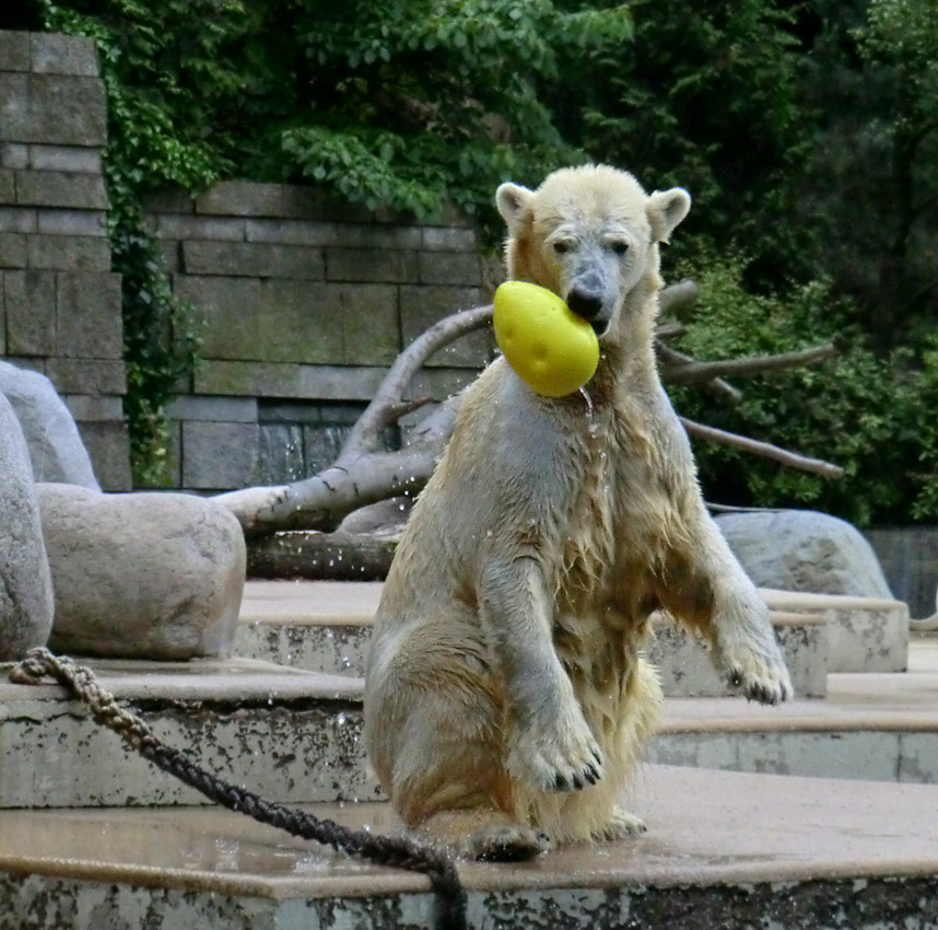 Eisbär am 9. Juni 2012 im Zoologischen Garten Wuppertal