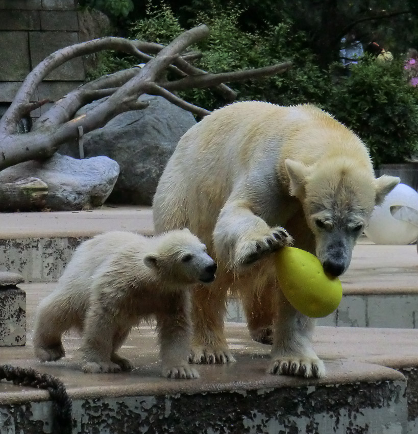 Eisbär am 9. Juni 2012 im Zoo Wuppertal