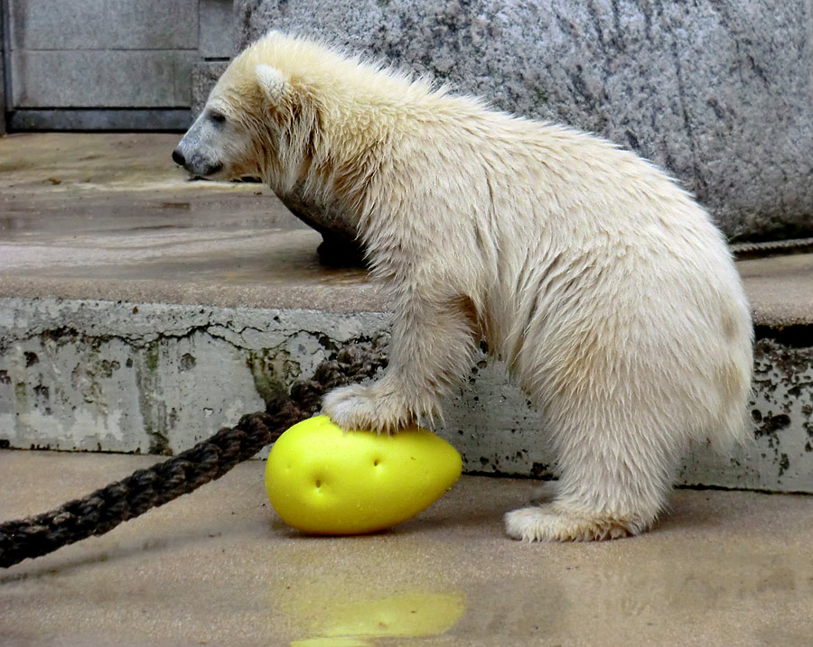 Eisbär am 9. Juni 2012 im Zoologischen Garten Wuppertal