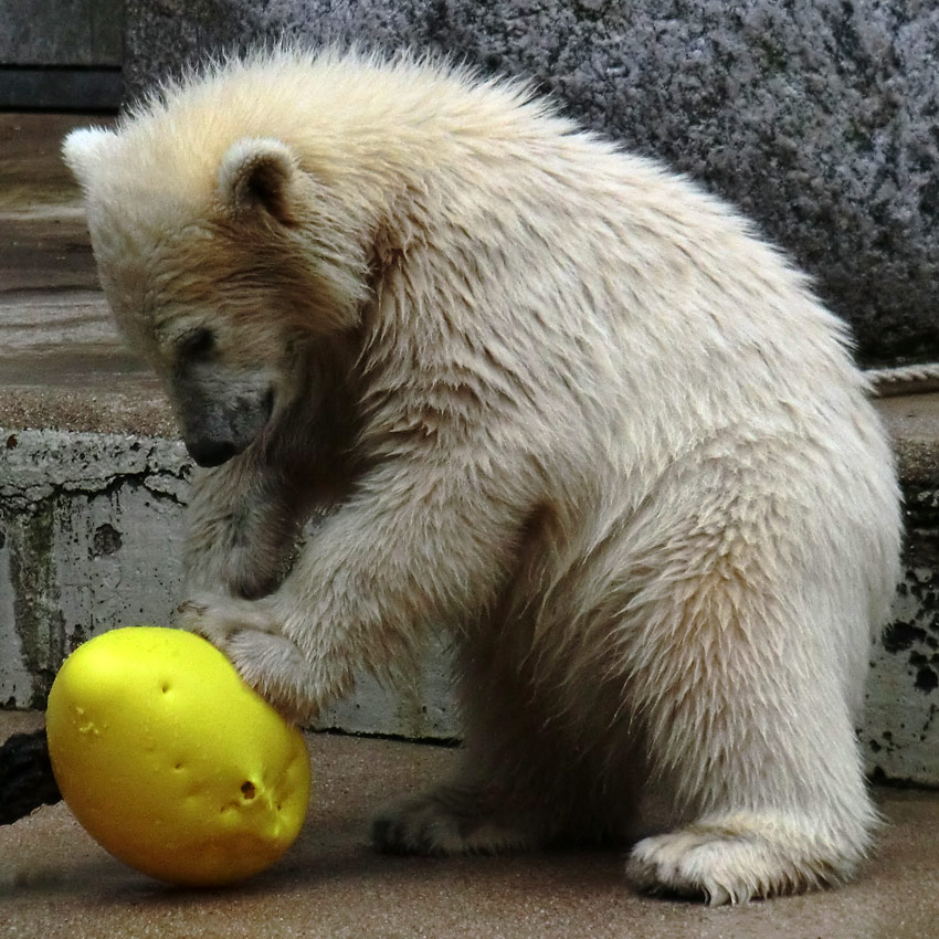 Eisbär am 9. Juni 2012 im Wuppertaler Zoo