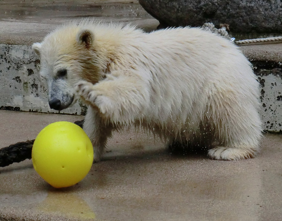 Eisbär am 9. Juni 2012 im Zoo Wuppertal