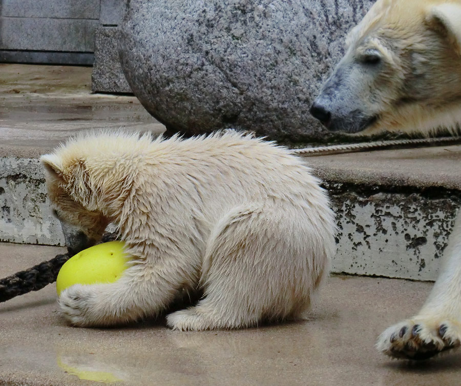 Eisbär am 9. Juni 2012 im Wuppertaler Zoo