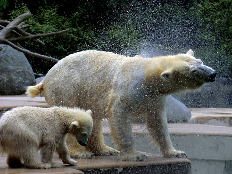 Eisbär am 9. Juni 2012 im Zoo Wuppertal