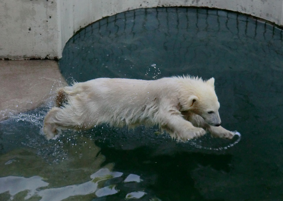 Eisbärmädchen ANORI am 10. Juni 2012 im Wuppertaler Zoo