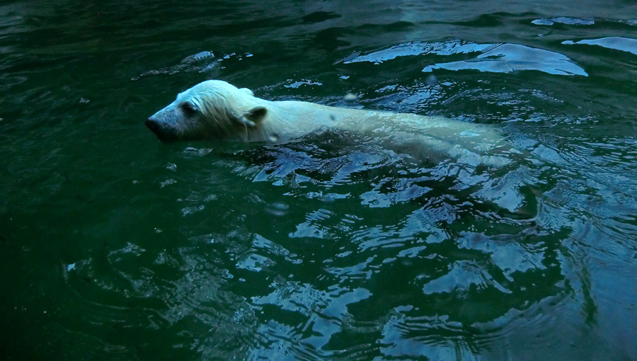 Eisbärmädchen ANORI am 10. Juni 2012 im Wuppertaler Zoo