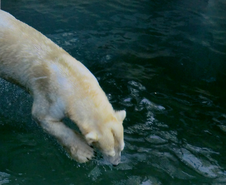 Eisbärin VILMA am 10. Juni 2012 im Zoo Wuppertal