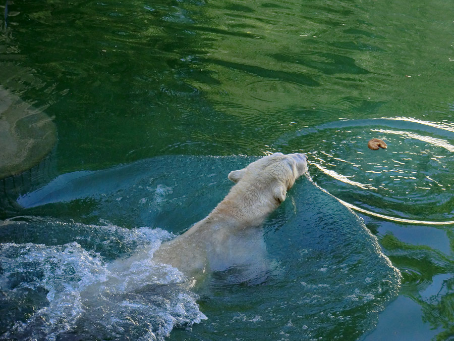 Eisbärin VILMA am 10. Juni 2012 im Zoologischen Garten Wuppertal