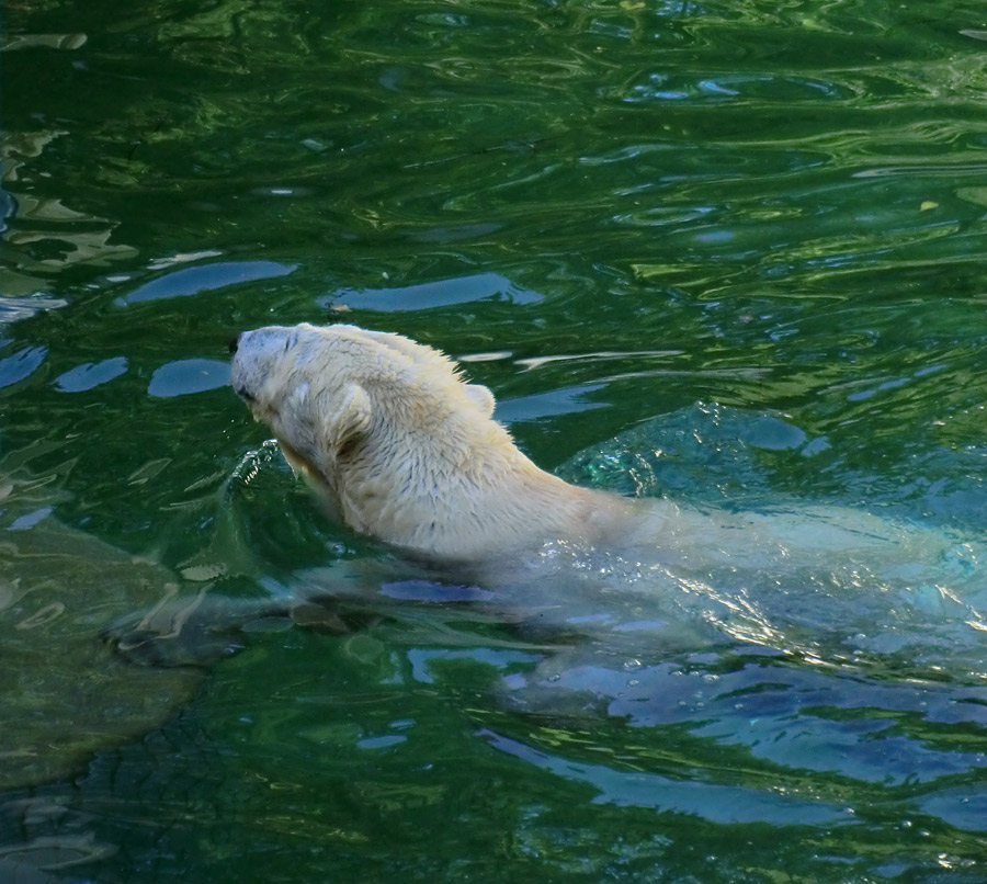 Eisbärin VILMA am 10. Juni 2012 im Zoo Wuppertal