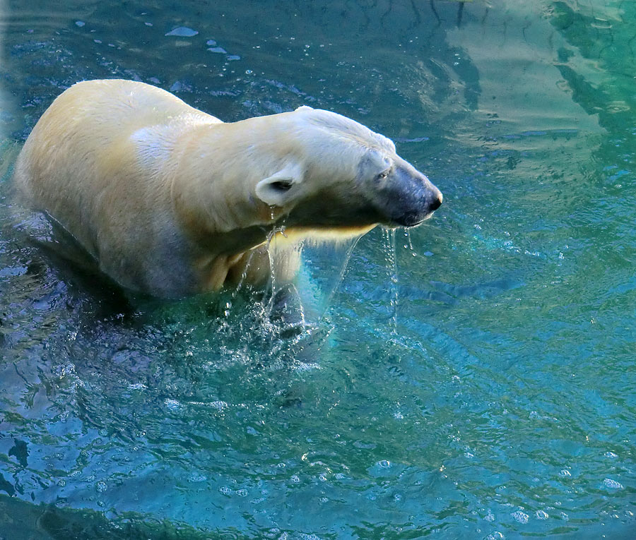 Eisbärin VILMA am 10. Juni 2012 im Zoo Wuppertal