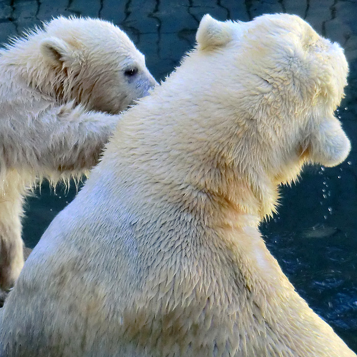 Eisbären am 10. Juni 2012 im Wuppertaler Zoo