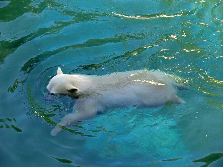 Eisbärmädchen ANORI am 10. Juni 2012 im Zoo Wuppertal