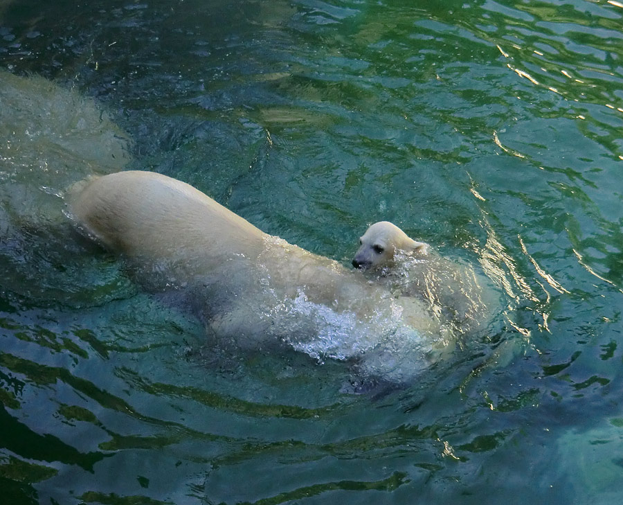 Eisbärin VILMA und Eisbärmädchen ANORI am 10. Juni 2012 im Wuppertaler Zoo