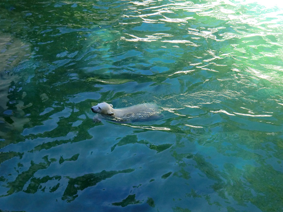 Eisbärmädchen ANORI am 10. Juni 2012 im Zoologischen Garten Wuppertal