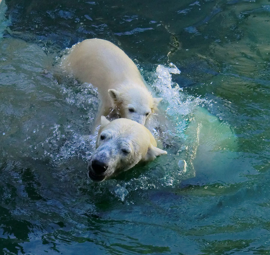 Eisbärin VILMA und Eisbärmädchen ANORI am 10. Juni 2012 im Zoo Wuppertal