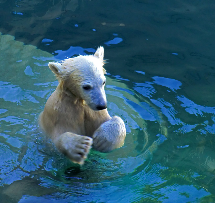 Eisbärmädchen ANORI am 10. Juni 2012 im Zoologischen Garten Wuppertal