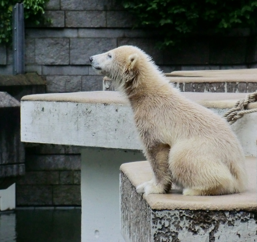 Eisbärmädchen ANORI am 15. Juni 2012 im Wuppertaler Zoo