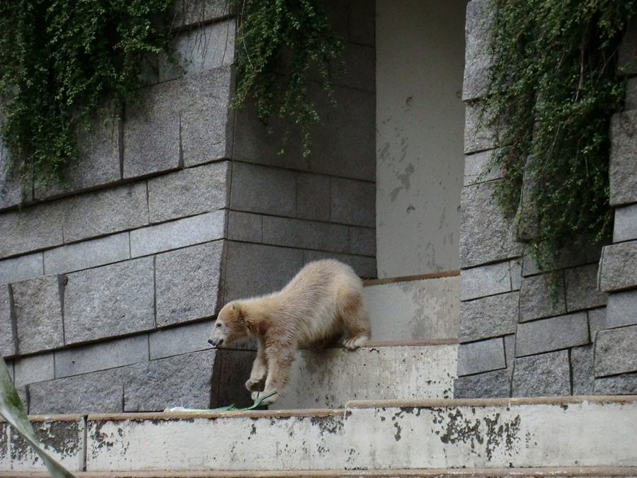 Eisbärmädchen ANORI am 15. Juni 2012 im Zoo Wuppertal