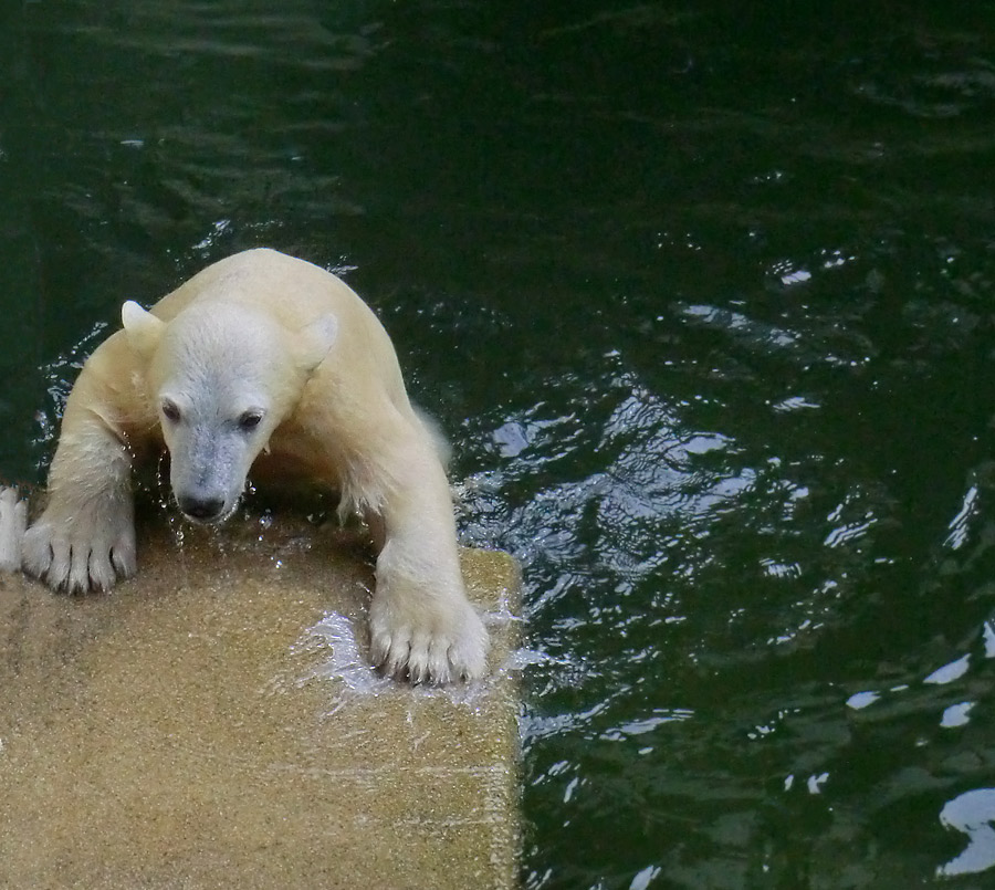 Eisbärmädchen ANORI am 15. Juni 2012 im Zoologischen Garten Wuppertal