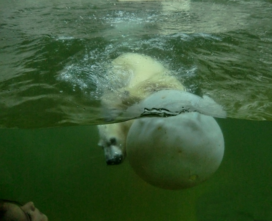 Eisbärmädchen ANORI am 15. Juni 2012 im Wuppertaler Zoo