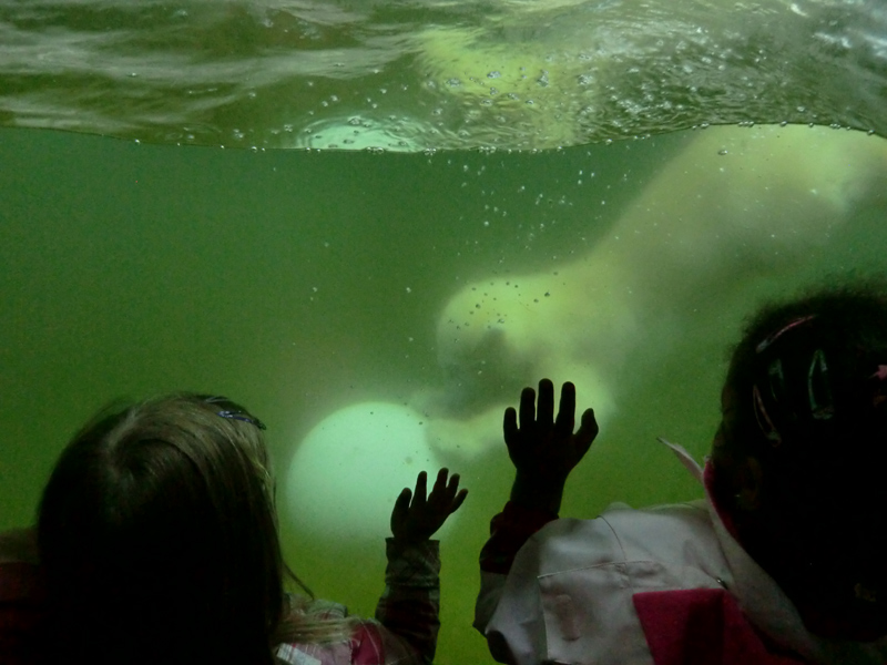 Eisbärmädchen ANORI am 15. Juni 2012 im Zoologischen Garten Wuppertal