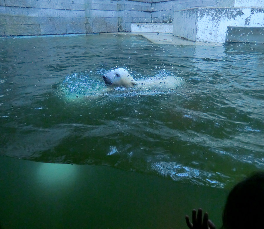 Eisbärmädchen ANORI am 15. Juni 2012 im Wuppertaler Zoo