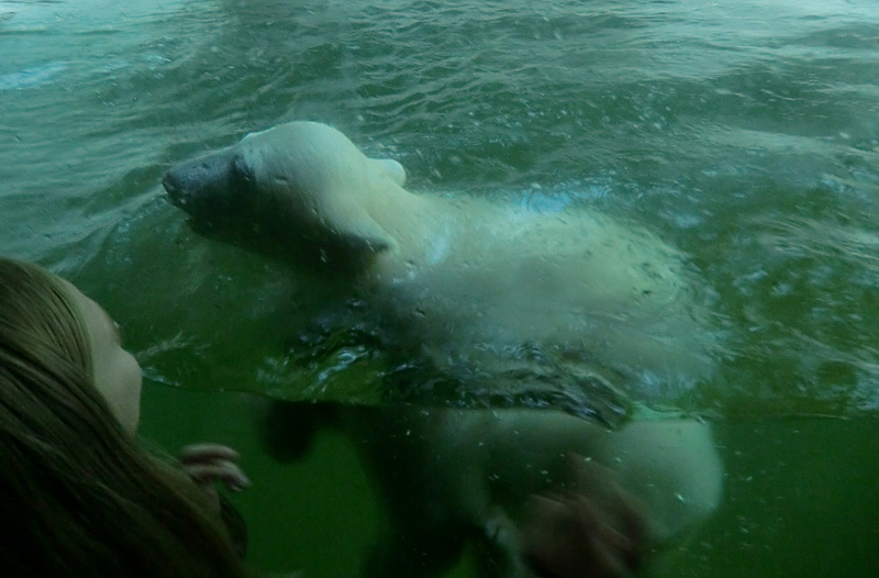 Eisbärmädchen ANORI am 157. Juni 2012 im Zoo Wuppertal