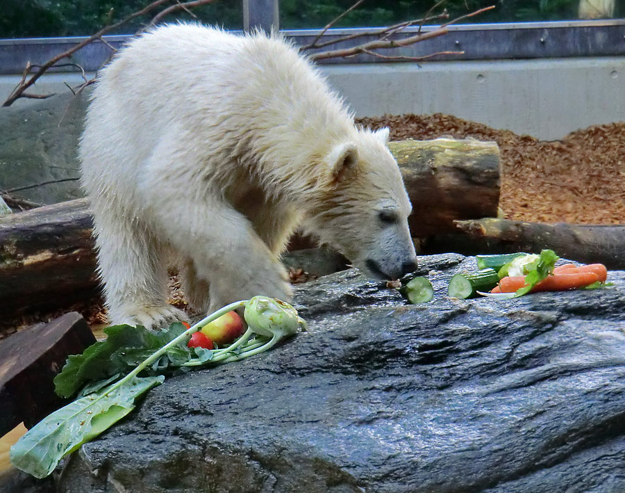 Eisbärmädchen ANORI am 17. Juni 2012 im Zoo Wuppertal