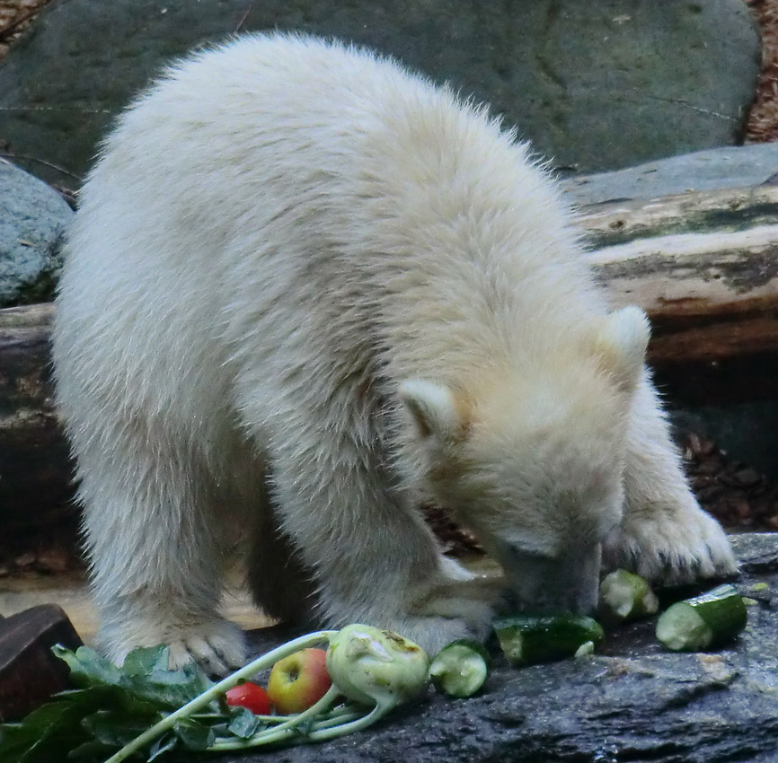 Eisbärmädchen ANORI am 17. Juni 2012 im Zoologischen Garten Wuppertal